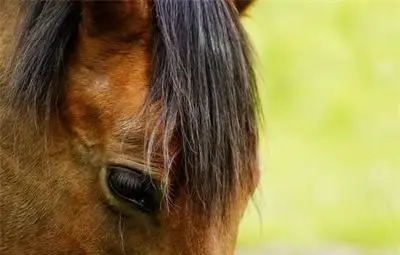 Кон налетя на кола през нощта, шофьорът го помислил за ламя