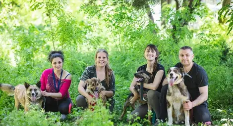 Фотосесия на кучета от приюта  търси домове за четирикраките