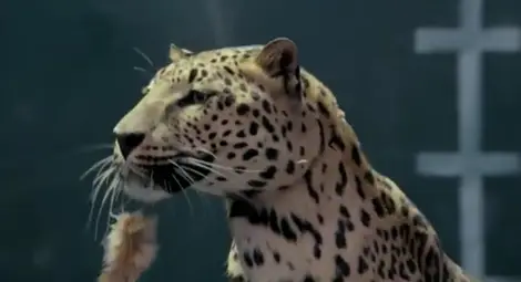 Крамоли в квартала на богатите: Jaguar се подигра с реклама на Mercedes /видео/