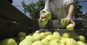 Овощарите искат участие в допълнителния прием за инвестиции в агростопанства