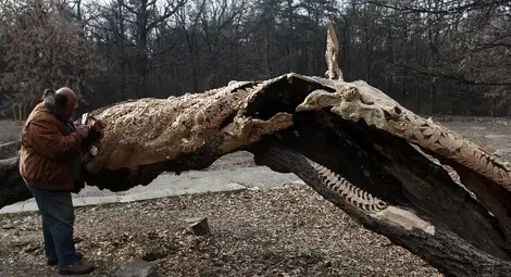 Да вдъхнеш нов живот на умиращо дърво