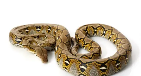 Непорочното зачатие в природата