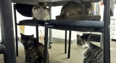 В този японски офис работят не само хора, но и котки /Снимки/ В този японски офис работят не само хора, но и котки /Снимки/