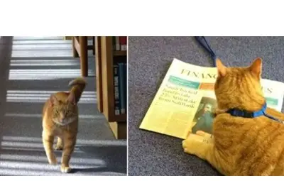 Котарак с три лапи работи в библиотеката на Кеймбриджския университет Котарак с три лапи работи в библиотеката на Кеймбриджския университет