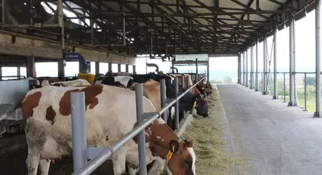 Селскостопанските животни намаляват Селскостопанските животни намаляват