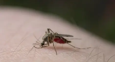 Западнонилската треска взе първа жертва в България