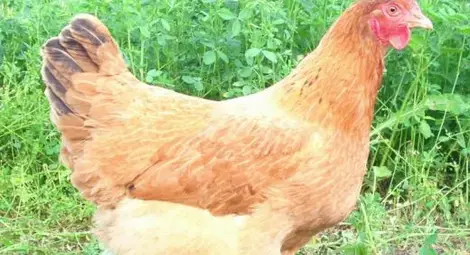 Съмнения за птичи грип по домашни кокошки в бургаско село