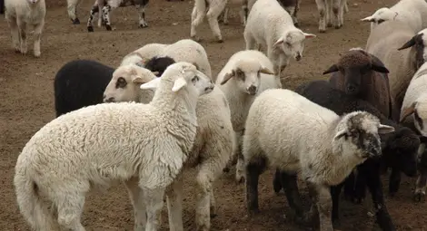 Над 70% от овцете в Русенско са ваксинирани срещу син език Над 70% от овцете в Русенско са ваксинирани срещу син език