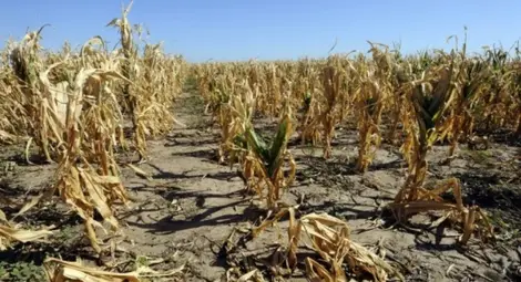 Земеделци от Русенско получават компенсации за суша и наводнения Земеделци от Русенско получават компенсации за суша и наводнения