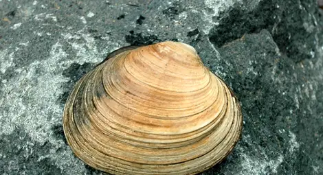 Стридите в Черно море изчезват, вижте защо