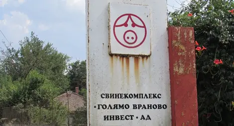 Свинекомплексите в Бръшлен и Голямо Враново започват работа най-рано след 6 месеца