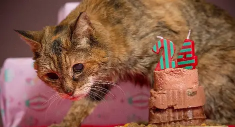 Почина най-старата котка в света