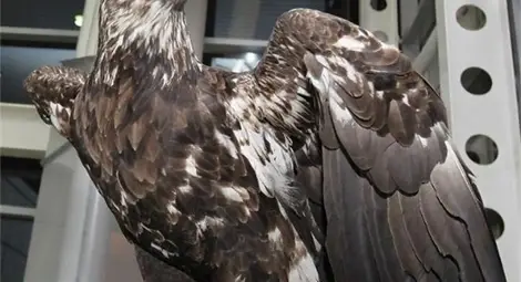 Орлицата на "Лацио" кацна в София заради "Лудогорец" /галерия/