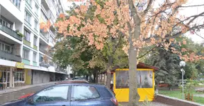 Изсъхнало дърво застрашава хора и коли пред блок „Яворов“