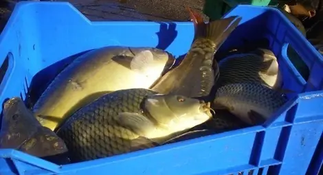 Риболов с електрошок в Дунав изправи въдичари срещу учен от БАН