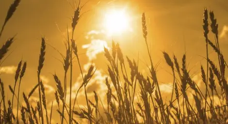 Жълт код за горещини в 15 области