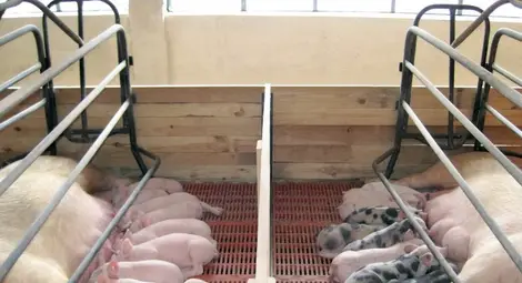 Йоглавската &bdquo;Югла&ldquo; гостува  на прочутите Чилновски баби