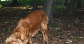 Търсачи на трюфели похитиха специално обучено куче