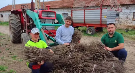 Ruse GO подарява 1500 орехови фиданки Ruse GO подарява 1500 орехови фиданки