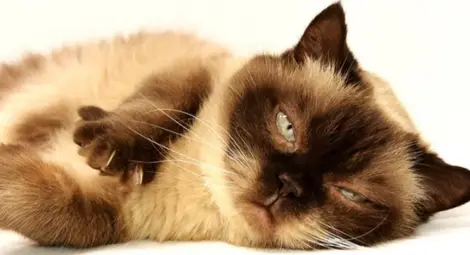 Котка пропътува 1200 км в камион за преместване, върнаха я вкъщи