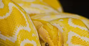 За 10 000 лева някои си купуват кола, а други - змия. И са много доволни