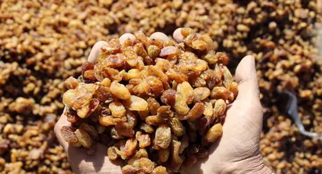 Сушените плодове съдържат повече витамини от пресните