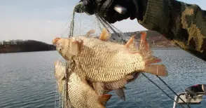 Прелели рибарници  пълнят Дунав с риба