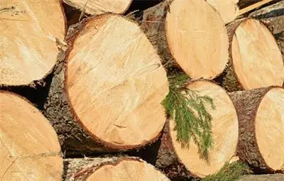 От вторник се забранява сечта в Странджа