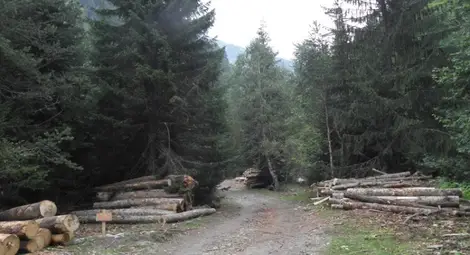 Забранява се сечта и извозването на дървесина по тъмно