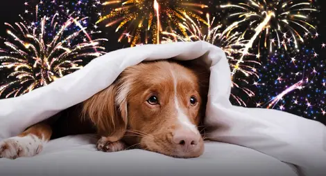 Експерт: Не давайте успокоителни на домашните любимци заради фойерверките