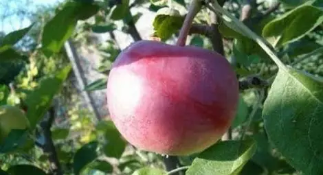 Ябълките удължават живота със 17 години