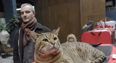 Турска ангора стана национален шампион