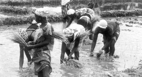 Всяко зърно е монета в чинията