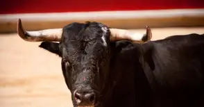 Бик уби мигрант от Куба във ферма в Бъзън