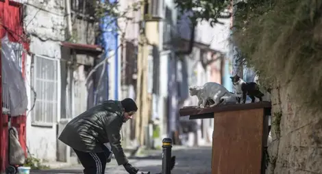 Котките превзеха улиците на Истанбул Котките превзеха улиците на Истанбул