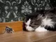 Котките ужасяват мишките чрез урината си