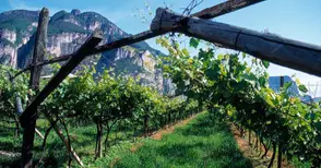 Приемат целогодишно проекти за преструктуриране на лозя