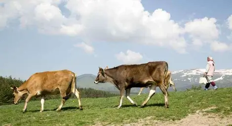 441 млечни ферми в Русенско затварят на 1 януари 