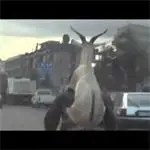 Клипче на велосипедист с козел на гърба стана хит в нета /видео/