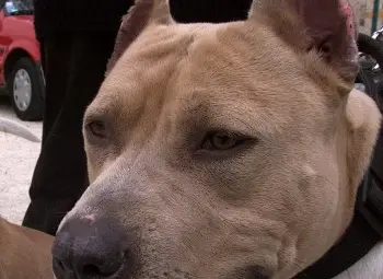 Питбул нахапа 5-годишно дете в Свищов Питбул нахапа 5-годишно дете в Свищов