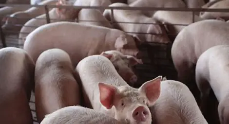 Свинското пада при производителите, но не помръдва в магазините