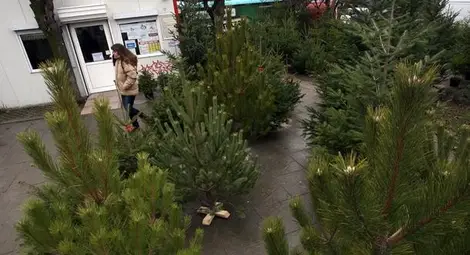 Започва инициативата „Купи жива елха, помогни на дете“ Започва инициативата „Купи жива елха, помогни на дете“