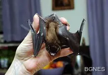 Кухо дърво, населено с прилепи, виновно за ебола