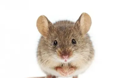 Учени изпробваха "еликсир на живота" върху мишки