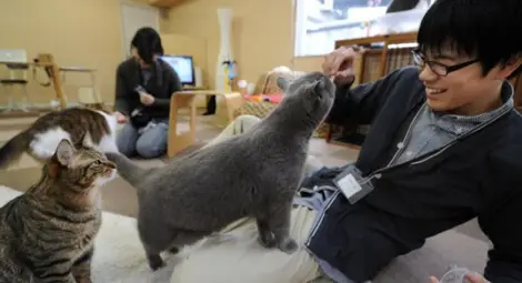 В този японски офис работят не само хора, но и котки /Снимки/ В този японски офис работят не само хора, но и котки /Снимки/
