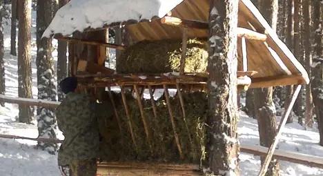 Агенцията по горите призова ловците да се погрижат за опазването на дивеча