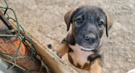 Отменят санкциите за хранене на бездомни животни два дни, след като бяха приети