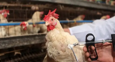 Американски учени създадоха ваксина срещу птичи грип