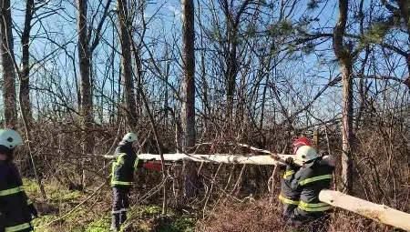 Паднали дървета блокираха пътя Русе – София Паднали дървета блокираха пътя Русе – София