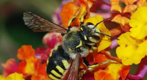 Нов закон за растенията пази пчелите от отрови